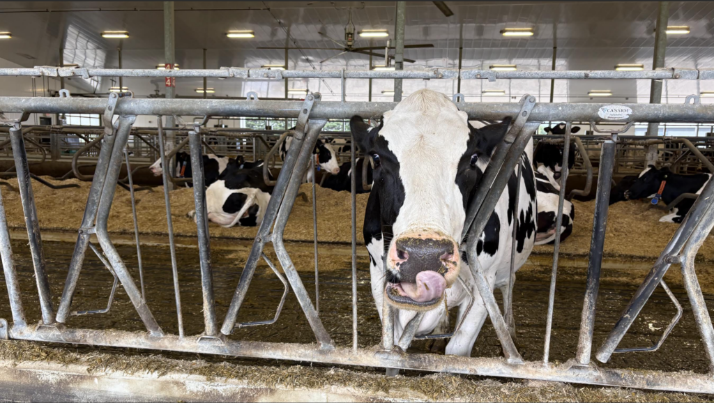 A curious cow greets visitors during a tour of the 175,000-square-foot Ontario Dairy Research Centre at the Elora Research Station, an advanced facility supporting dairy and cattle research initiatives at the University of Guelph.